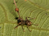 A dead ant infected with Ophiocordyceps unilateralis. The stroma of the fungus emerges from the back of the ant's head and spreads its spores.